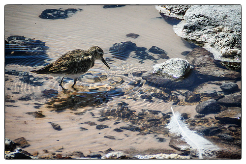 Baird's sandpiper - Calidris bairdii