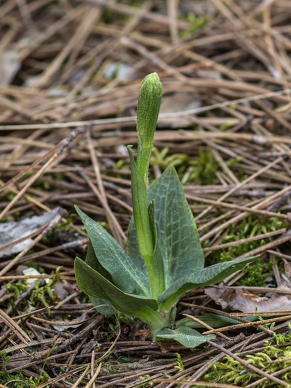 Goodyera tesselata (Checkered Rattlesnake Plantain orchid)