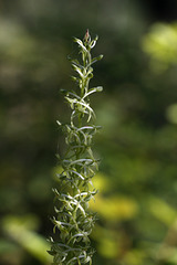 Long-spurred Piperia