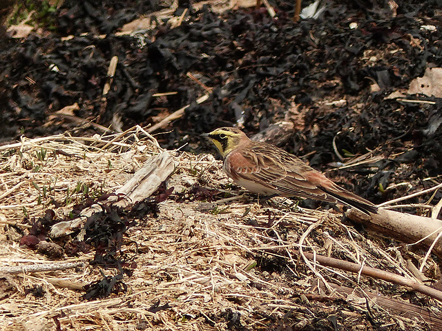 Day 8, Horned Lark, Pointe-a-la-Croix