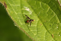 Picture-wing Fly