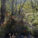 Stringbark understorey