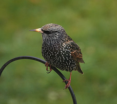 Starling