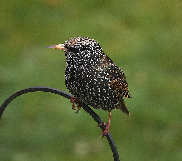 Starling Starling