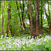 Forest edge flowers