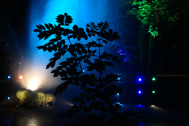 illuminated trees (pip)