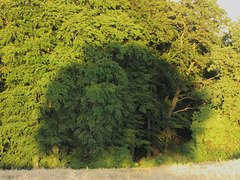 Schattenbaum - Shadowtree