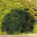 Schattenbaum - Shadowtree
