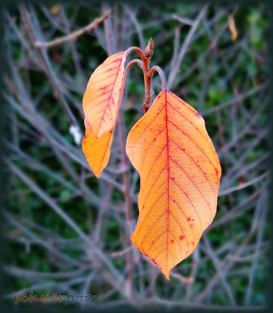 Fein gezeichnetes Blatt