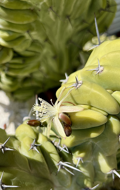 Myrtillocactus geometrizans