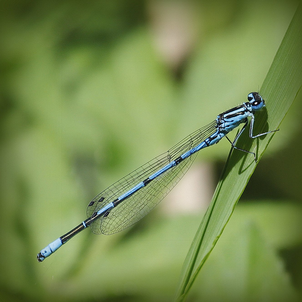 Coenagrion puela