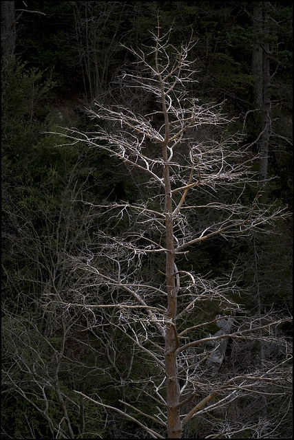 De l'arbre despullat