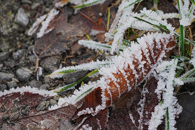 Der Winter beginnt - Winter begins