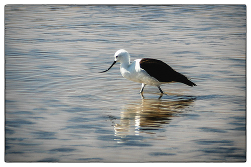 Andean avocet - Recurvirostra andina