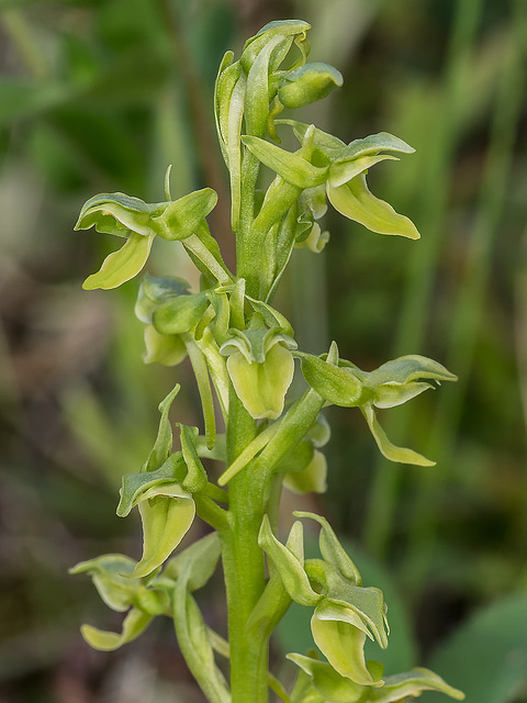 Platanthera hookeri (Hooker's Bog orchid)