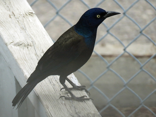 Hundreds of Common Grackles and Starlings