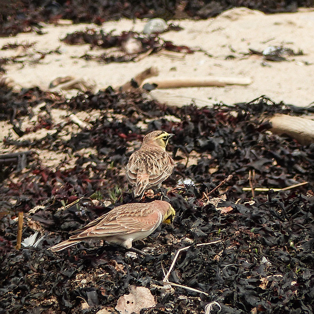 Day 8, Horned Larks, Pointe-a-la Croix