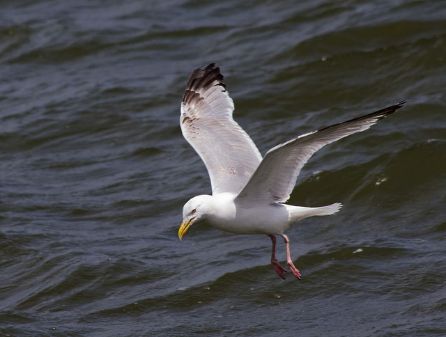New Brighton flight set (21)