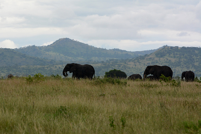 Uganda, Herd of Elephants in Queen Elizabeth National Park