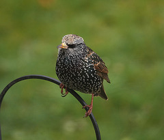 Starling