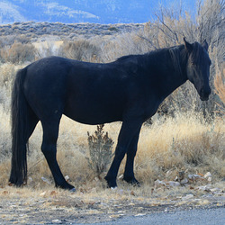 IMG 0322 adj IMG 0322 adj