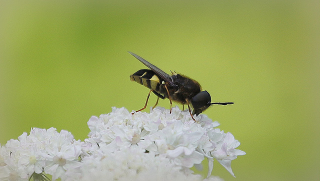 Stratiomys sp.