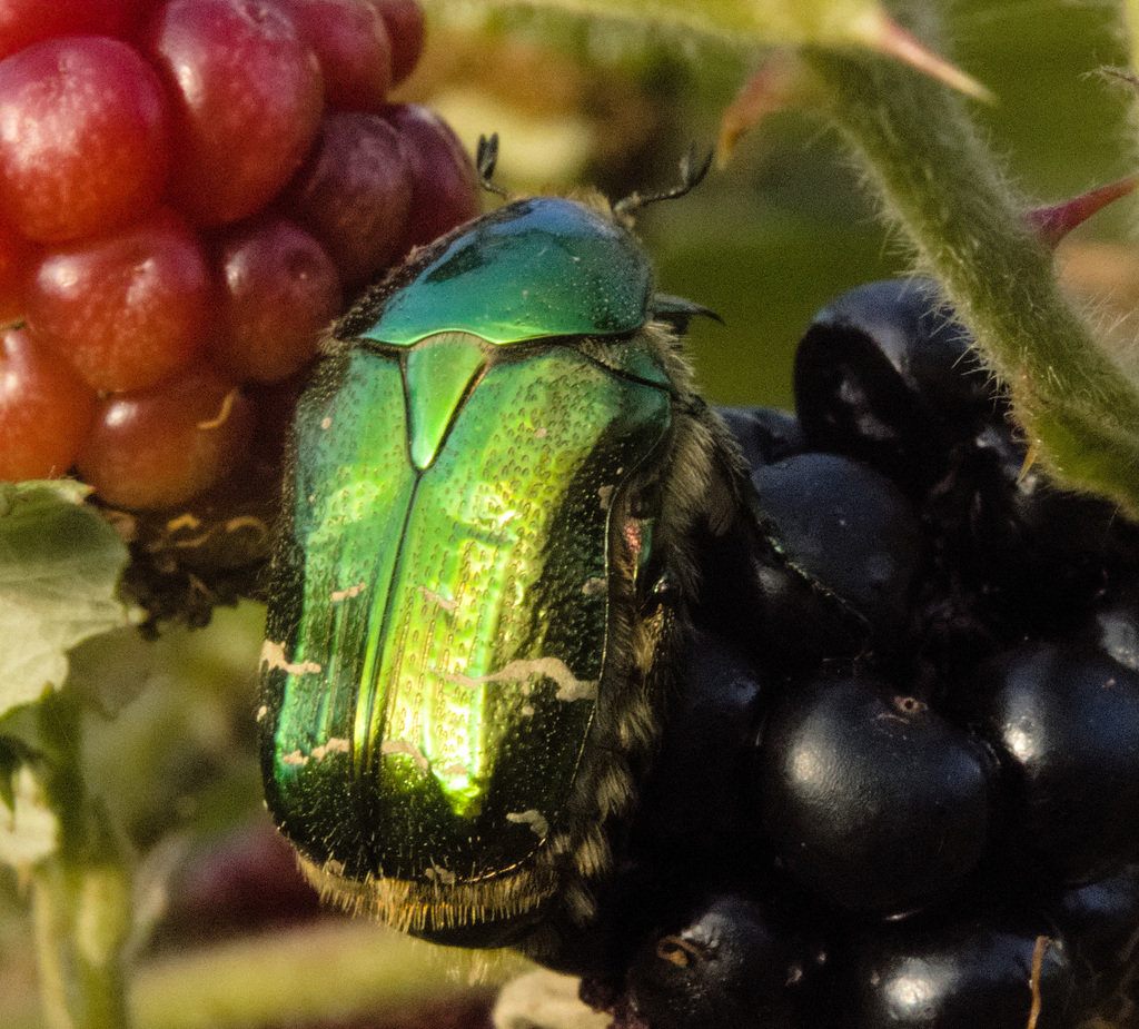 IMG 2914 Rose Chaferv2