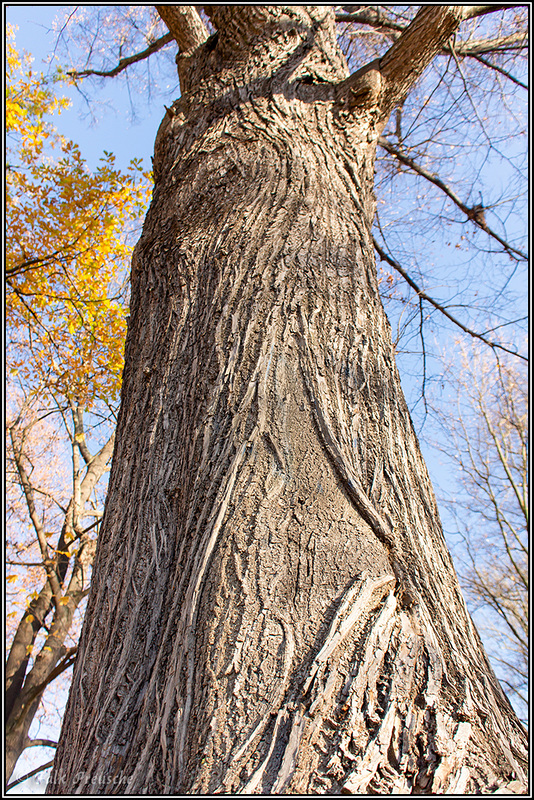 Baum am Schloßteich