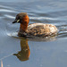 Little grebe