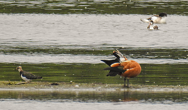 20230810 3824CPw [D~MS] Kiebitz (Vanellus vanellus), Rostgans (Tadorna ferruginea), Brandgans (Tadorna tadorna), Rieselfelder Münster