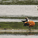 20230810 3824CPw [D~MS] Kiebitz (Vanellus vanellus), Rostgans (Tadorna ferruginea), Brandgans (Tadorna tadorna), Rieselfelder Münster