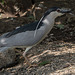 20140801 4562VRAw [D~E] Nachtreiher (Nycticorax nycticorax), Gruga-Park, Essen