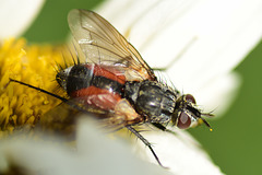 Fly camomilia