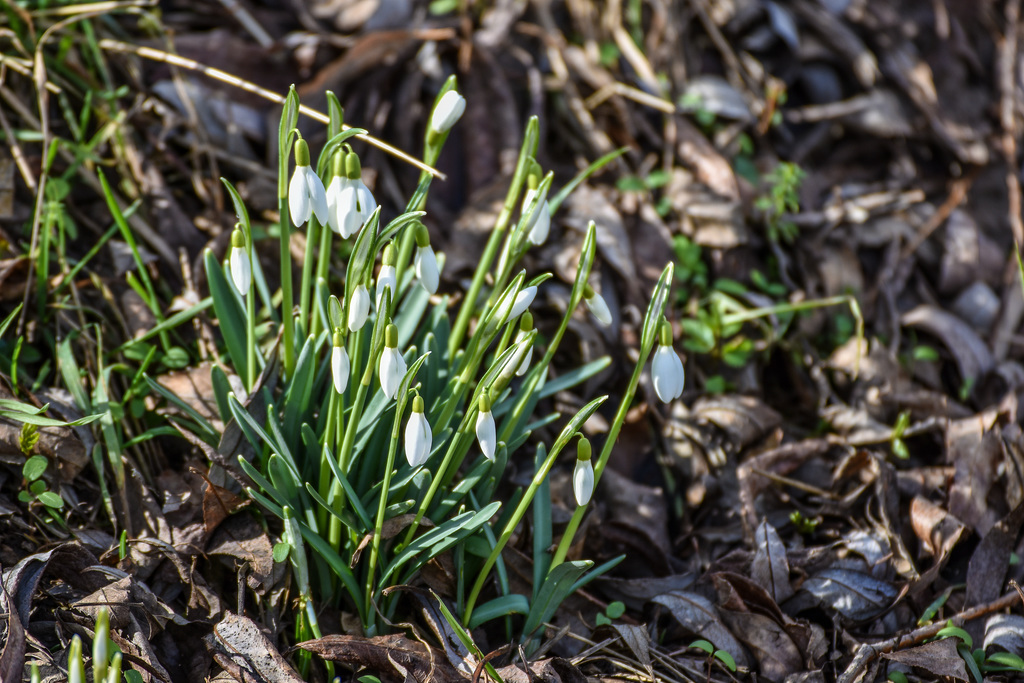 Frühlingsgruß