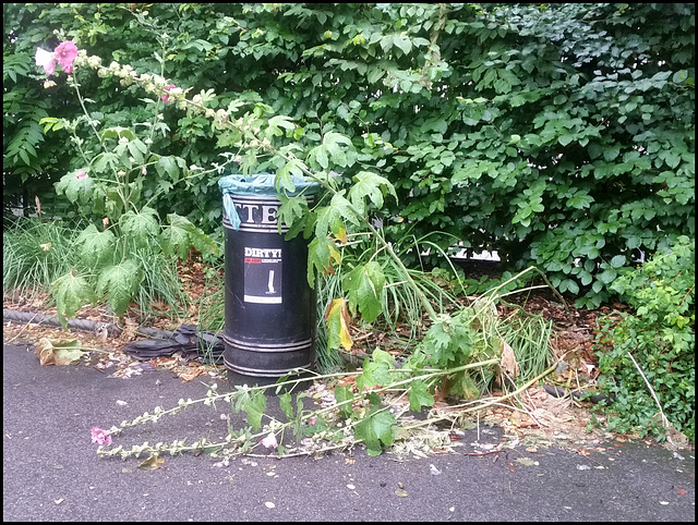 has bin hollyhocks