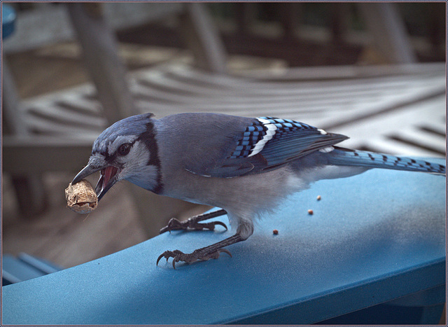 Befriend a jay, he'll keep coming for breakfast