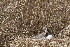 Nesting Goose