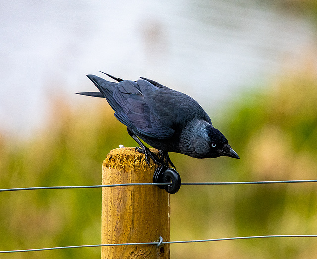 Jackdaw