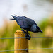 Jackdaw