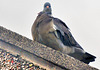 Feral pigeon (Columba livia domestica).