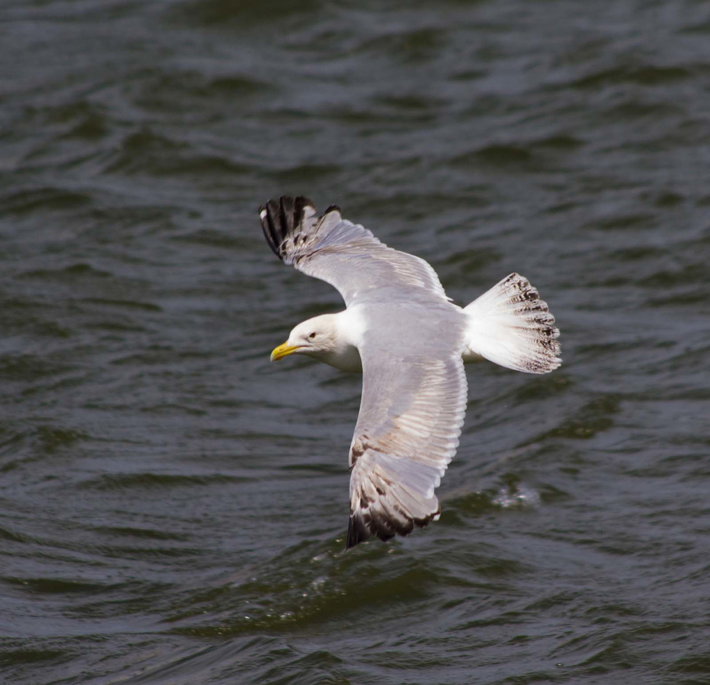 New Brighton flight set (22)