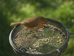 Robin