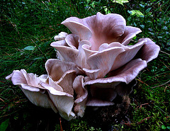 Oyster Mushroom - Pleurotus Ostreatus