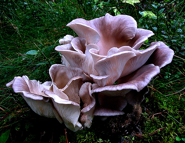 Oyster Mushroom - Pleurotus Ostreatus