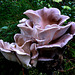 Oyster Mushroom - Pleurotus Ostreatus