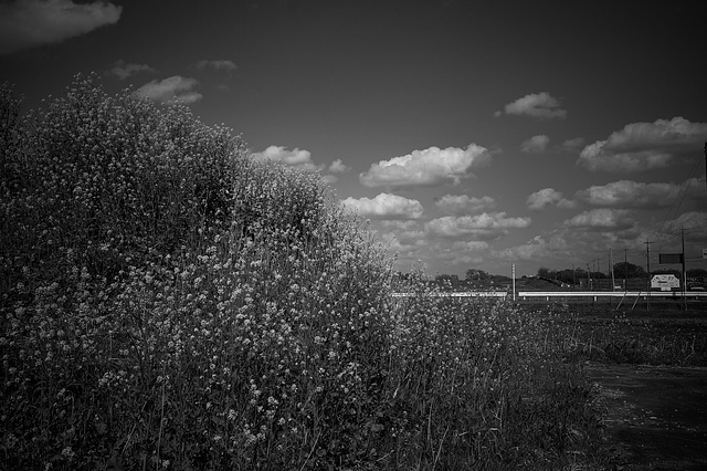 Canola flowers and clouds