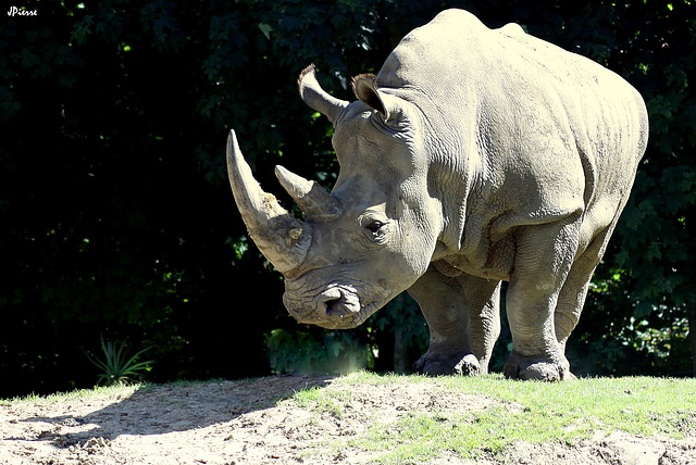 Rhino de Beauval