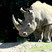 Rhino de Beauval