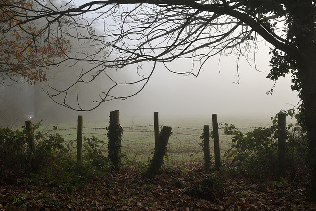 HFF ~ A misty winter HFF ~ A misty winter