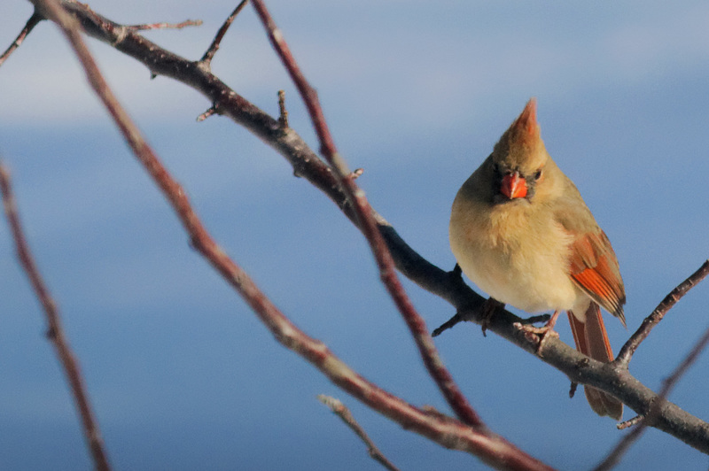 Cardinal